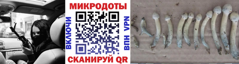 Псилоцибиновые грибы Psilocybine cubensis Александровск